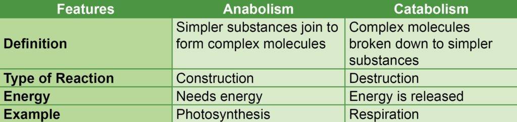 difference between anabolism and catabolism