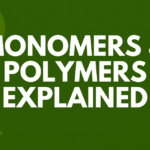 monomers and polymers explained